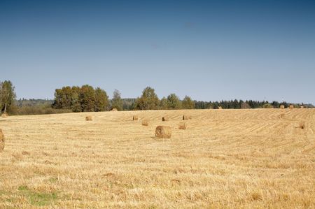 Mowed field with hay roolsの写真素材