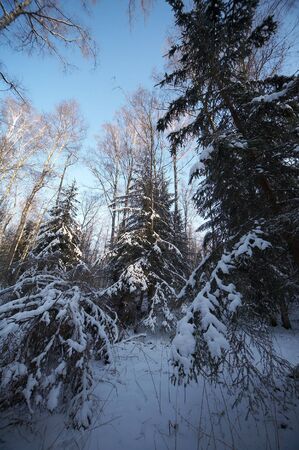 Russian winter in wild forestの写真素材