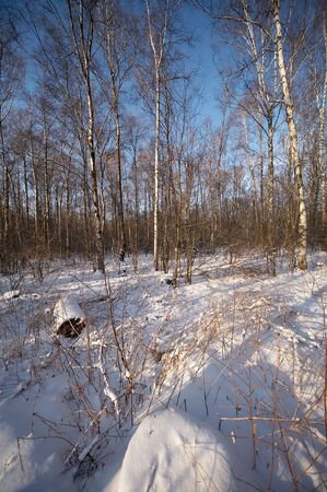Russian winter in wild forestの写真素材