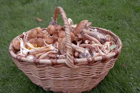 Forest edible mushrooms close upの写真素材