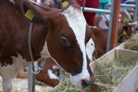 Brown-white neat on agricultural exhibition