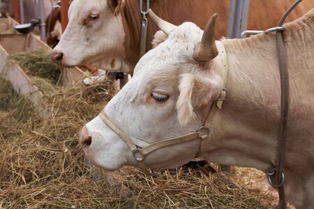 Red-brown neat on agricultural exhibitionの写真素材