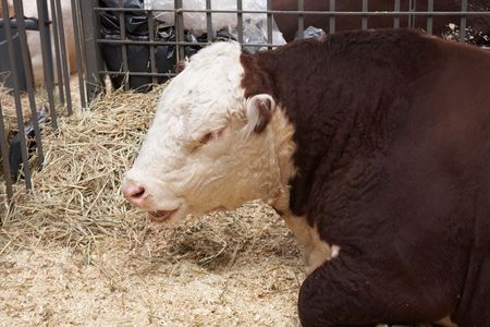 Brown-white bull on agricultural exhibitionの写真素材
