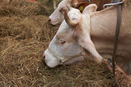 Red-brown neat on agricultural exhibitionの写真素材