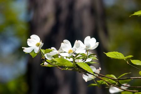 Branch of blooming dogwood blossoms in springtimeの写真素材