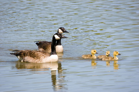 Canada goose, gander and three goslings swimming togetherの写真素材