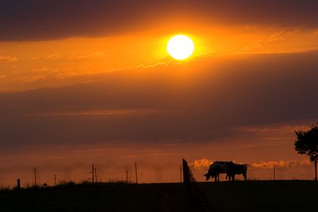 Cows grazing in the sunsetの写真素材