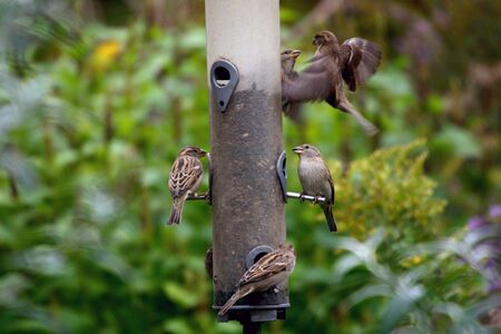 Small birds caught in the act of competition for feeding perchesの写真素材