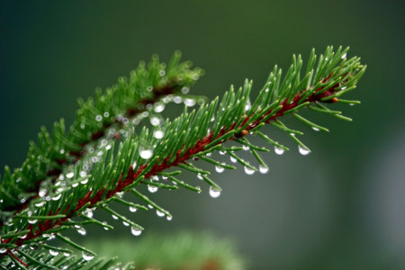 Morning's Dew