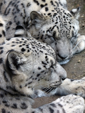 Pair of snoozing snow leopardsの写真素材