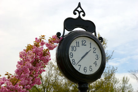 Play on words: Spray of pink blossoms by an outdoor park clock