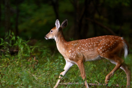 Side view of a startled summer fawnの写真素材