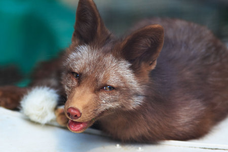 Juvenile red fox (Vulpes vulpes) sunning itself