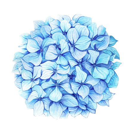 Watercolor illustration of hand painted blue hydrangeaの写真素材