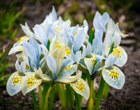 White crocuses in the lawn. The 8th of Marchの写真素材
