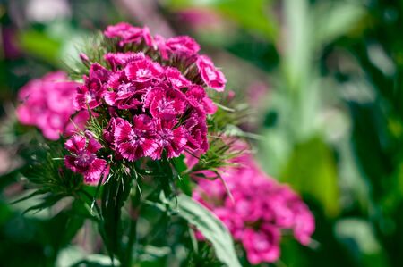 The flowers in the flowerbed. Hot summer dayの写真素材