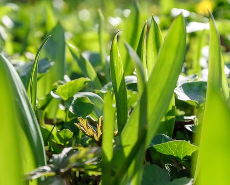 Green grass on the lawn closeup. Background texture Wallpaper.の写真素材