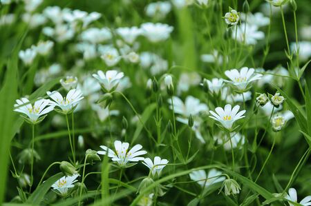 White delicate flowers on the green grass in the forestの写真素材