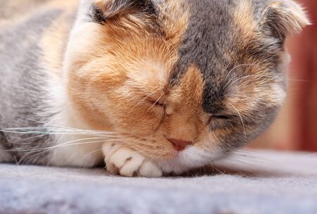The Scottish Fold cat rests in its placeの写真素材