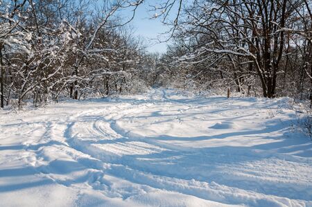 Winter sunny day in the snow-covered forest. Frost forest in the snowの写真素材