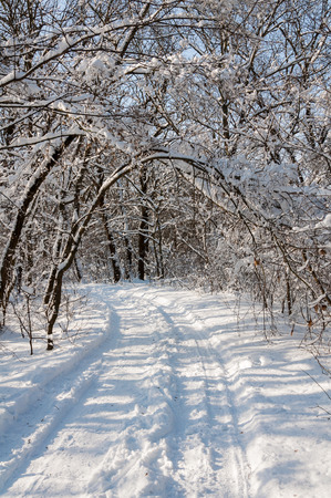 Winter sunny day in the snow-covered forest. Frost forest in the snowの写真素材