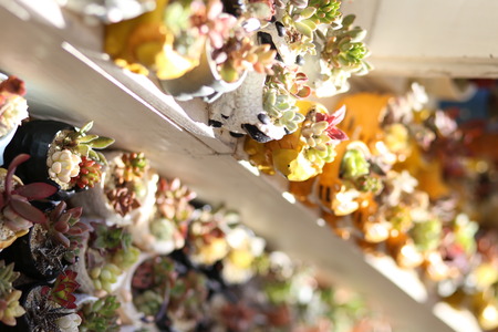 Cute Japanese bonsaiのeditorial素材