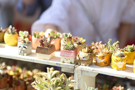 Cute Japanese bonsaiのeditorial素材