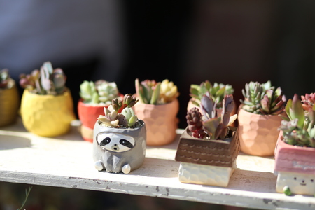 Cute Japanese bonsaiのeditorial素材