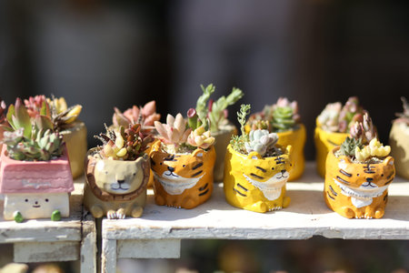 Cute Japanese bonsaiのeditorial素材