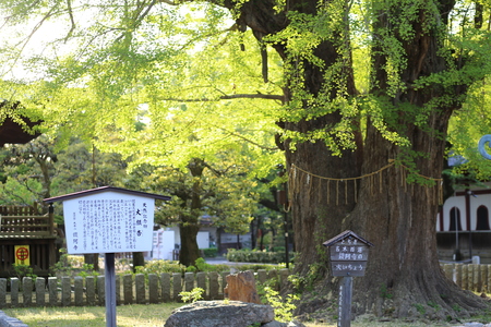 Shinto shrines in Japanのeditorial素材