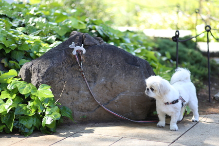 dogの写真素材