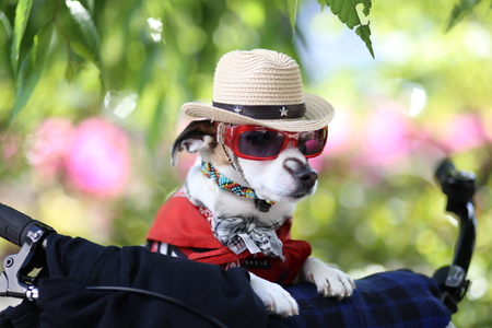 dogの写真素材