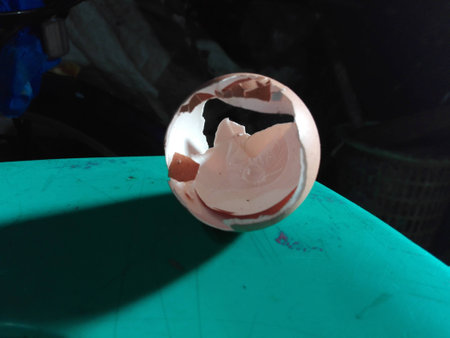 A broken Egg 2の写真素材