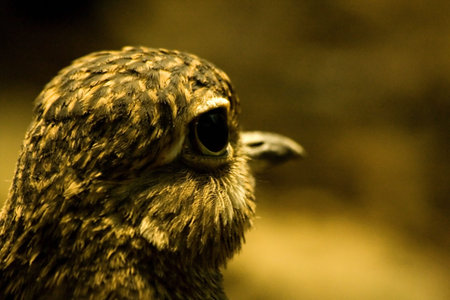 Spotted Dikkop (burhinus capensis)の写真素材