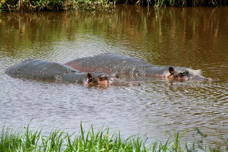 A pair of Hippopotamuses half submerged in a river.の写真素材