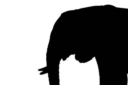 Isolated image of an elephant with a profile view.の写真素材