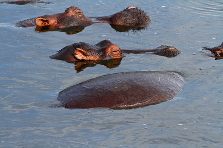 A couple of sleeping hippopotamus heads just above the surface of the waterの写真素材