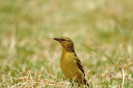 A sparrow stands up alert while hunting for food on the groundの写真素材