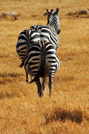 Three pregnant zebras viewed from behind in the Ngorongoro crater in Tanzania の写真素材