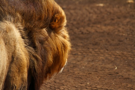 Looking over the shoulder of a lion and seeing what they seeの写真素材