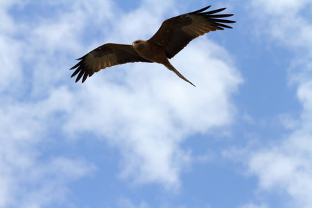 A hawk soars through the blue sky above