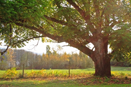 An oak tree at the start of Autumn seen among sun beams and a pasture fenceの写真素材