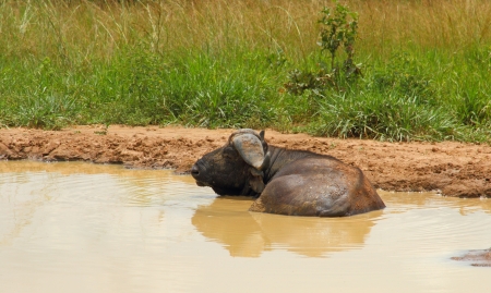 A cape buffalo rests in a muddy watering hole to escape from the heat and bugs の写真素材