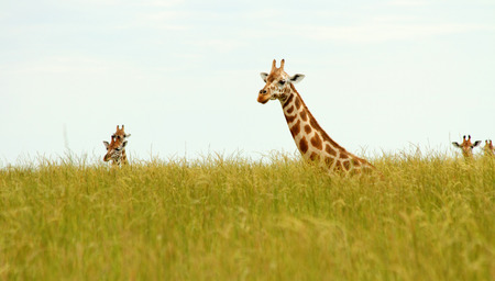 Multiple Giraffes poking their heads up out of the long savannah grasses.の写真素材
