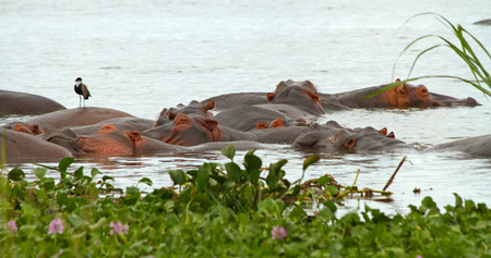 A group of hippopotamusses sleeping together in the nile river among the water plants in the foreground.  A lone bird perches on top of one hippopotamus.の写真素材