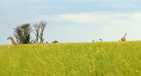 Camera angle down in the savannah grass looking out at the horizon with giraffes around.の写真素材