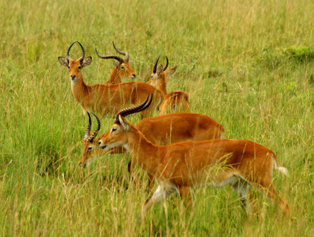 Multiple Kob Antelope grazing in the Ugandan countryside.の写真素材