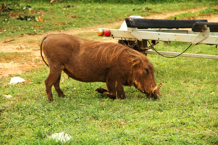 A warthog kneels to graze on the grass in a safari Campの写真素材