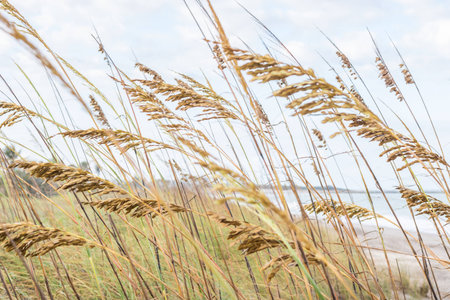 An abstract image of of the beach. Tall green grass grows on the dunes at the beach. This image focuses on the grass buds with the ocean in the backgroundの写真素材