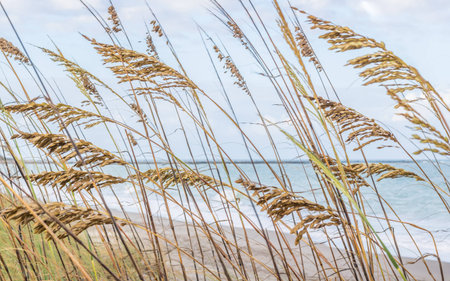 An abstract image of of the beach. Tall green grass grows on the dunes at the beach. This image focuses on the grass buds with the ocean in the backgroundの写真素材